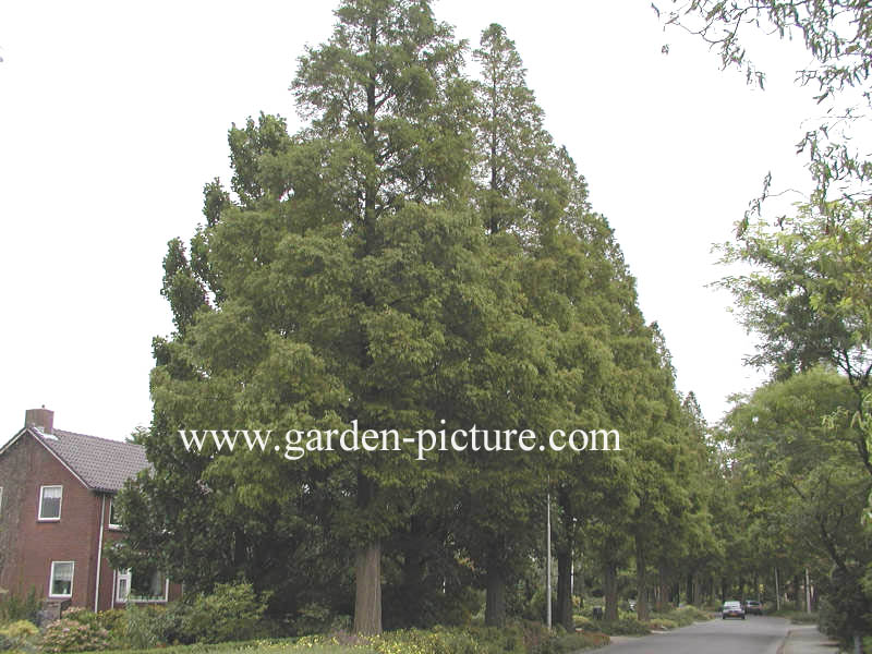Metasequoia glyptostroboides