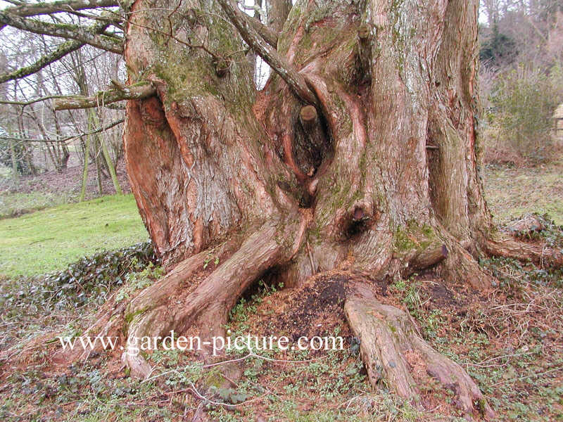 Metasequoia glyptostroboides