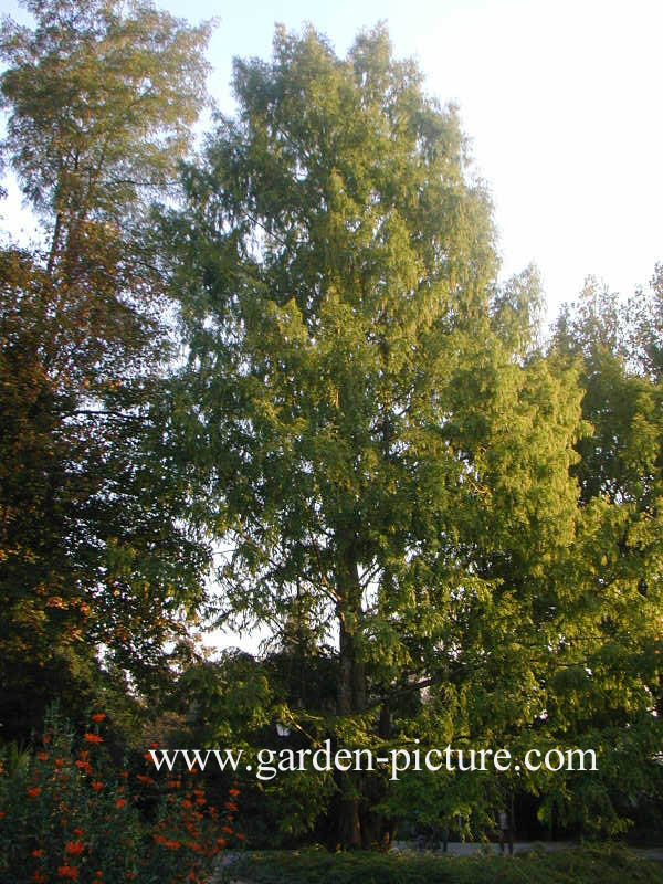 Metasequoia glyptostroboides
