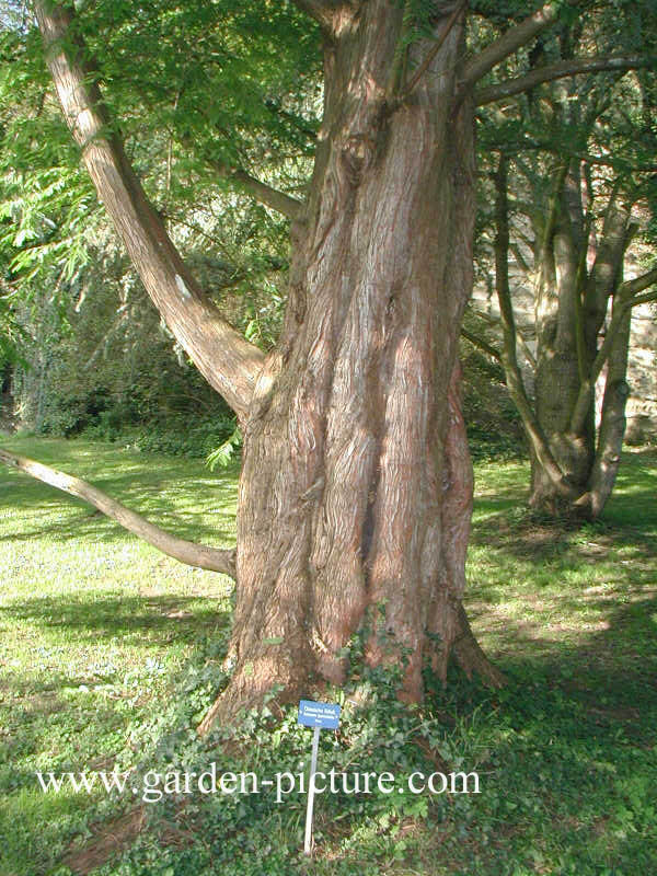 Metasequoia glyptostroboides