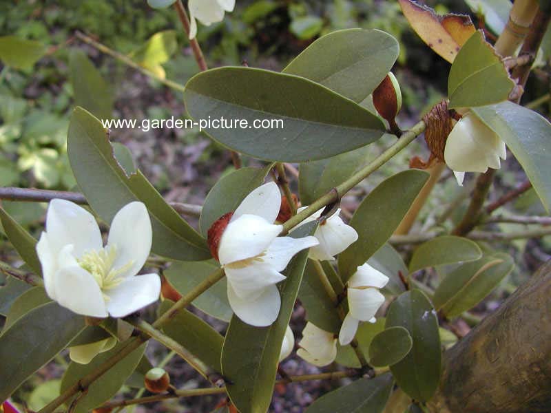 Magnolia figo crassipes