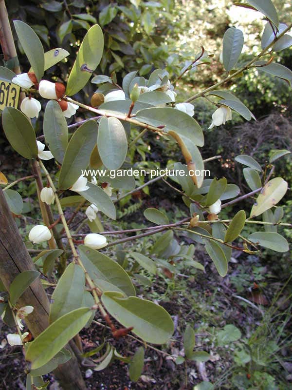 Magnolia figo crassipes