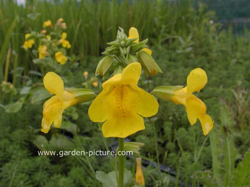 Mimulus luteus