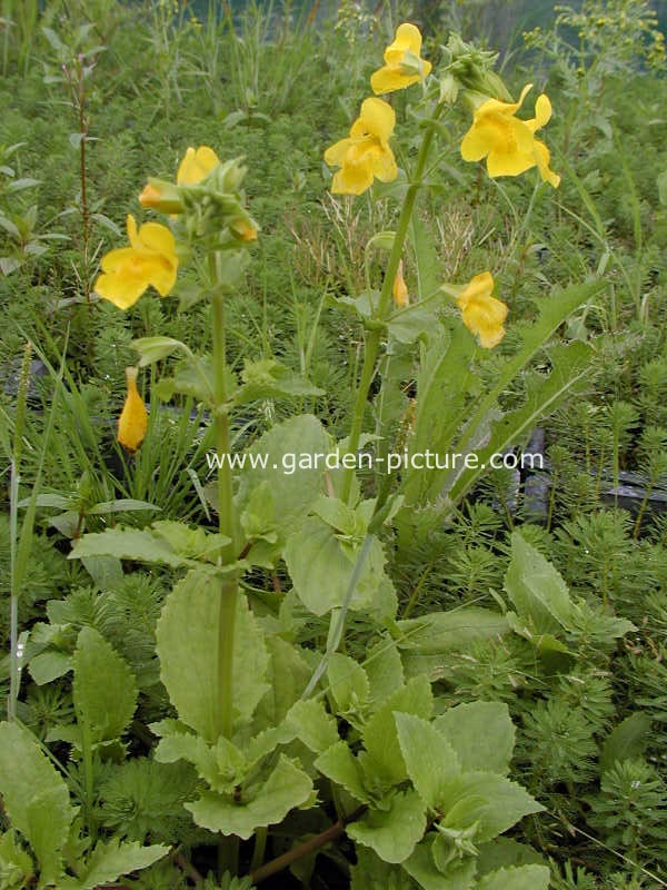 Mimulus luteus