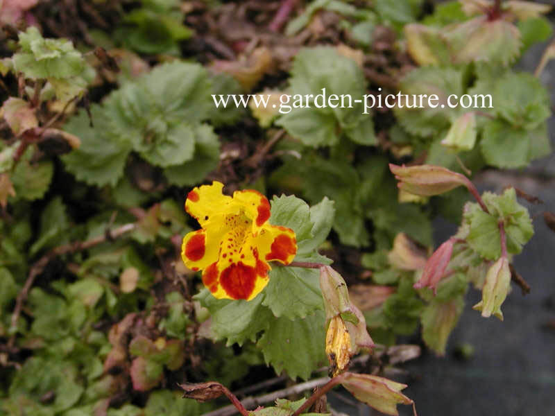 Mimulus 'Bees Major'