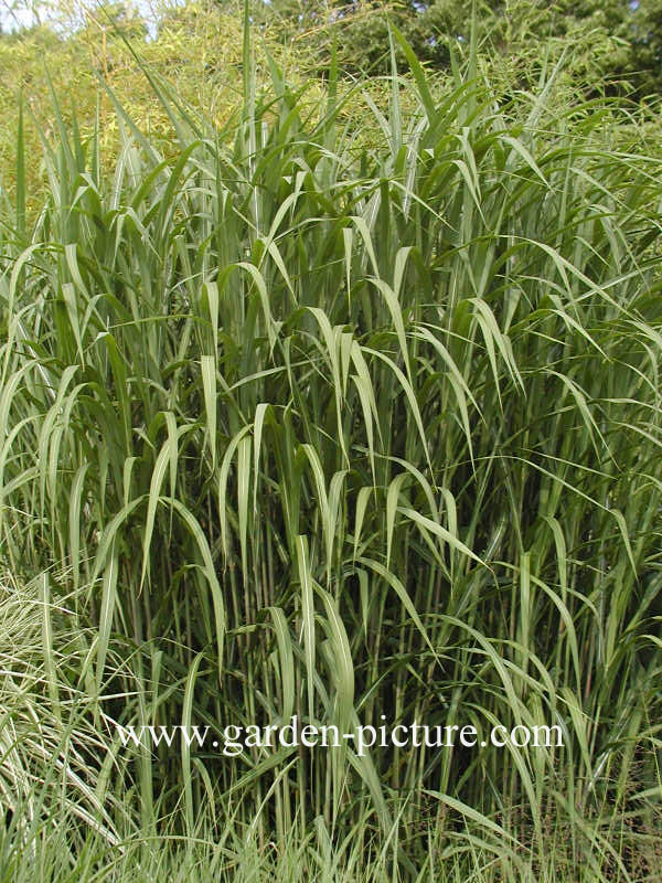 Miscanthus floridulus