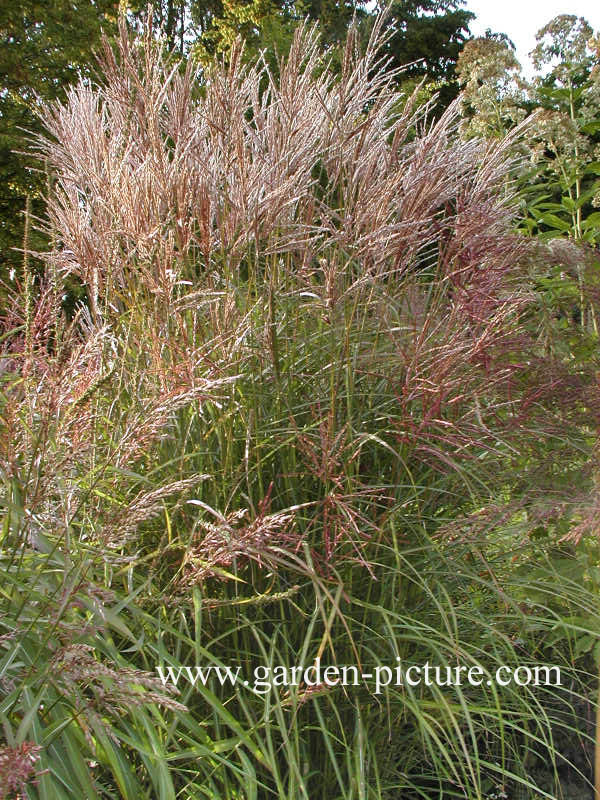 Miscanthus sinensis 'Ferner Osten'