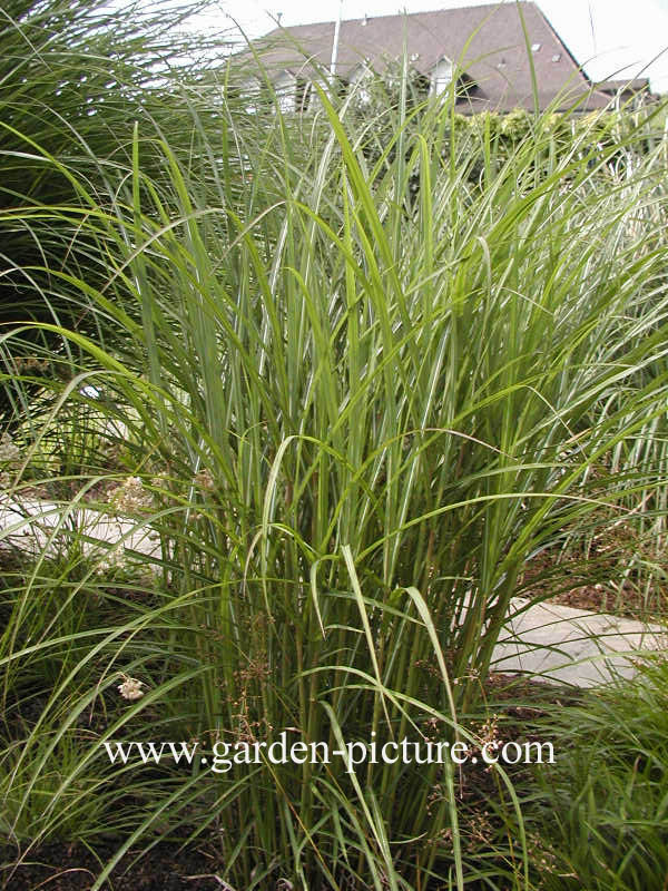 Miscanthus sinensis 'Ferner Osten'