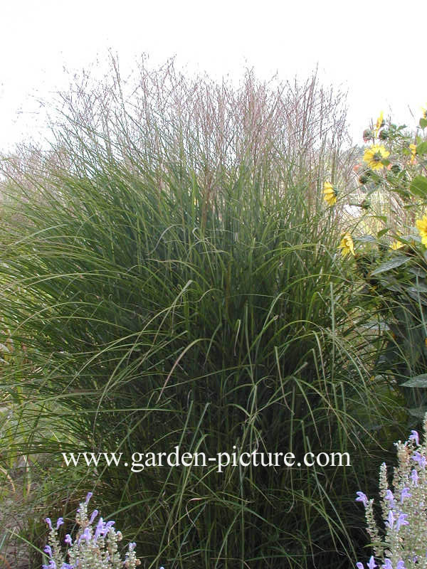 Miscanthus sinensis 'Kleine Silberspinne'