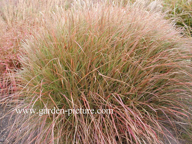 Miscanthus sinensis 'Kleine Silberspinne'