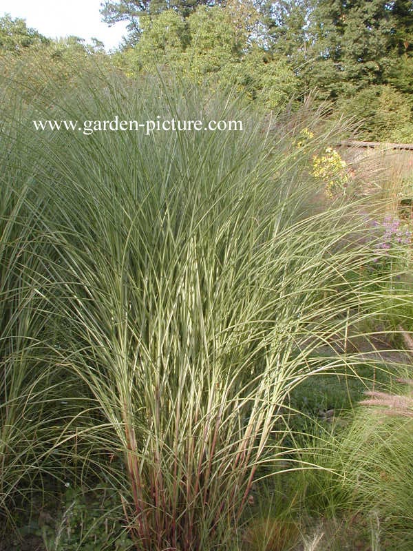 Miscanthus sinensis 'Morning Light'