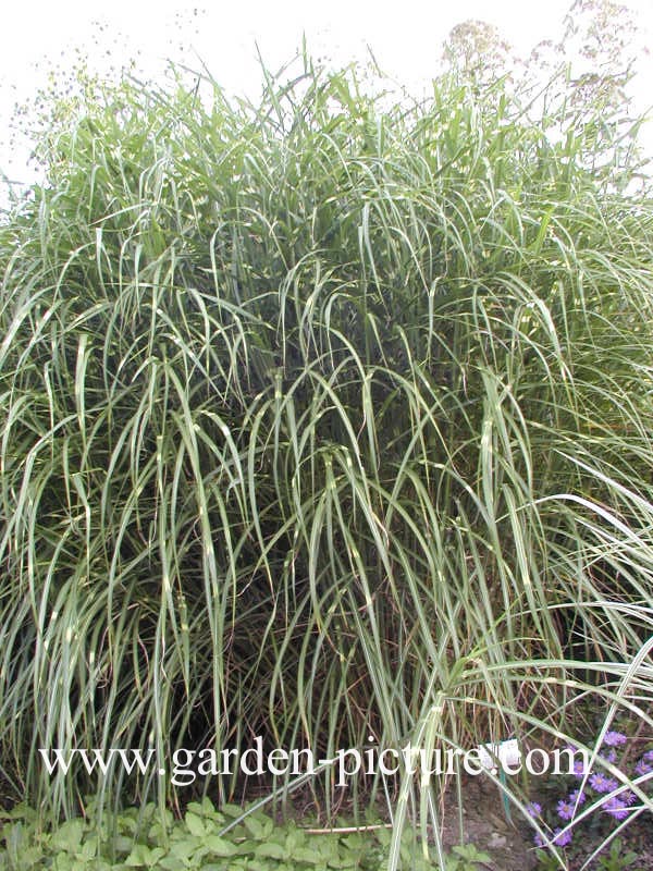 Miscanthus sinensis 'Pünktchen'