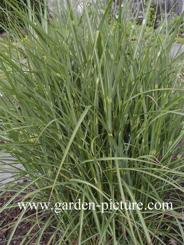 Miscanthus sinensis 'Pünktchen'