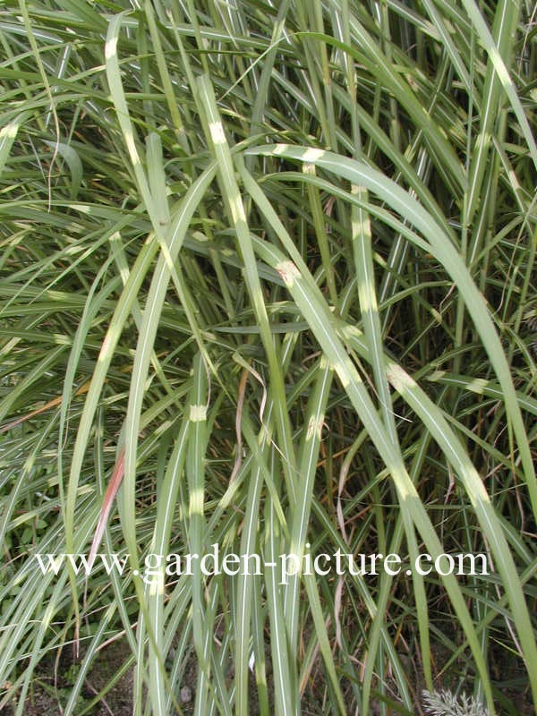 Miscanthus sinensis 'Pünktchen'