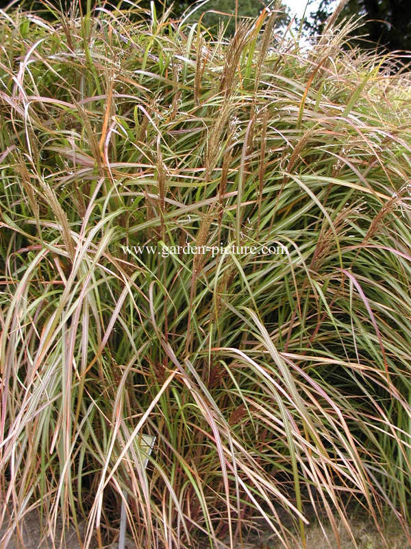 Miscanthus sinensis 'Rotsilber'