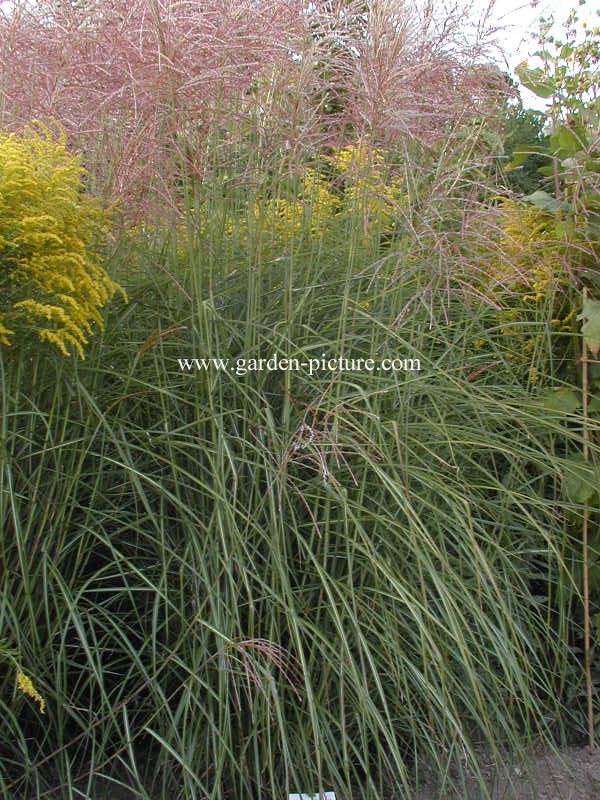 Miscanthus sinensis 'Undine'