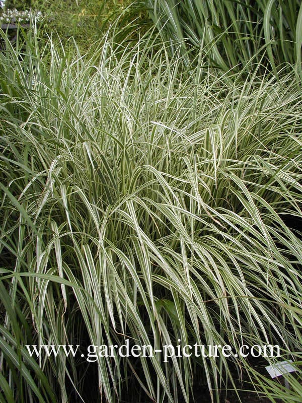 Miscanthus sinensis 'Variegatus'