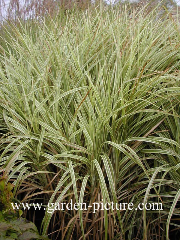 Miscanthus sinensis 'Variegatus'