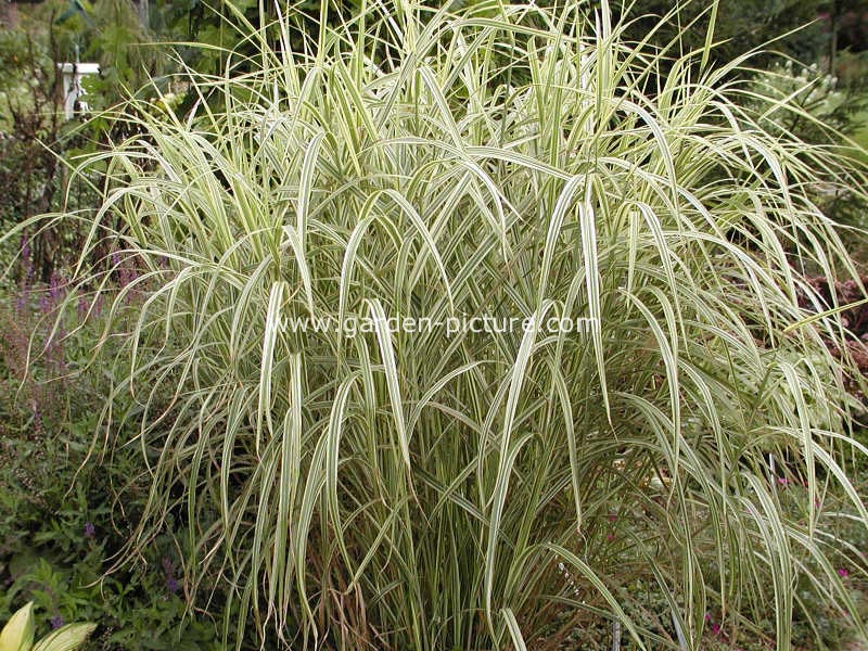 Miscanthus sinensis 'Variegatus'