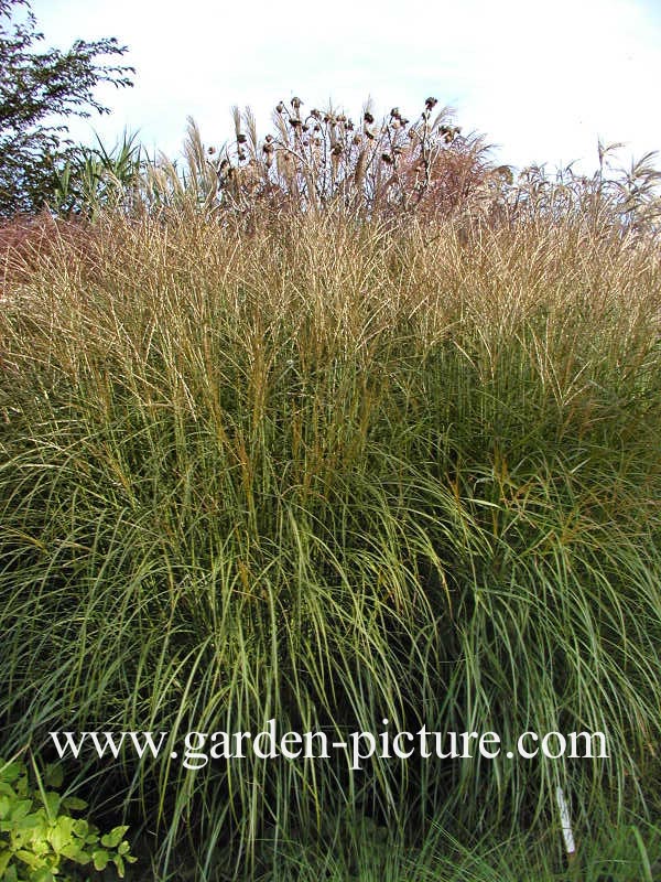 Miscanthus sinensis 'Yakushima Dwarf'