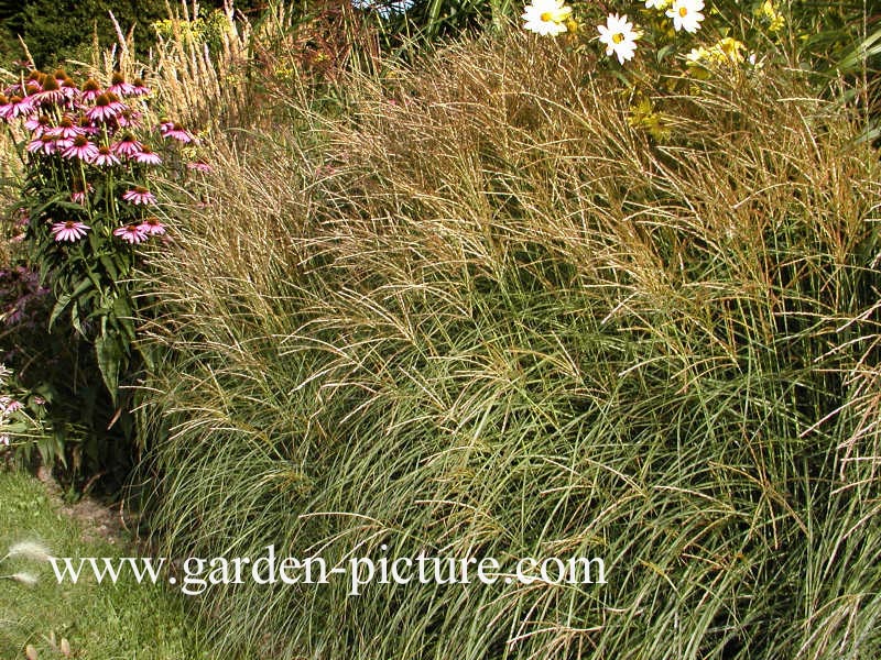 Miscanthus sinensis 'Yakushima Dwarf'