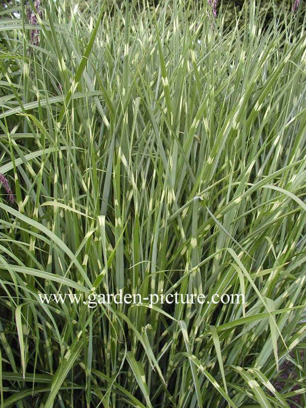 Miscanthus sinensis 'Zebrinus'