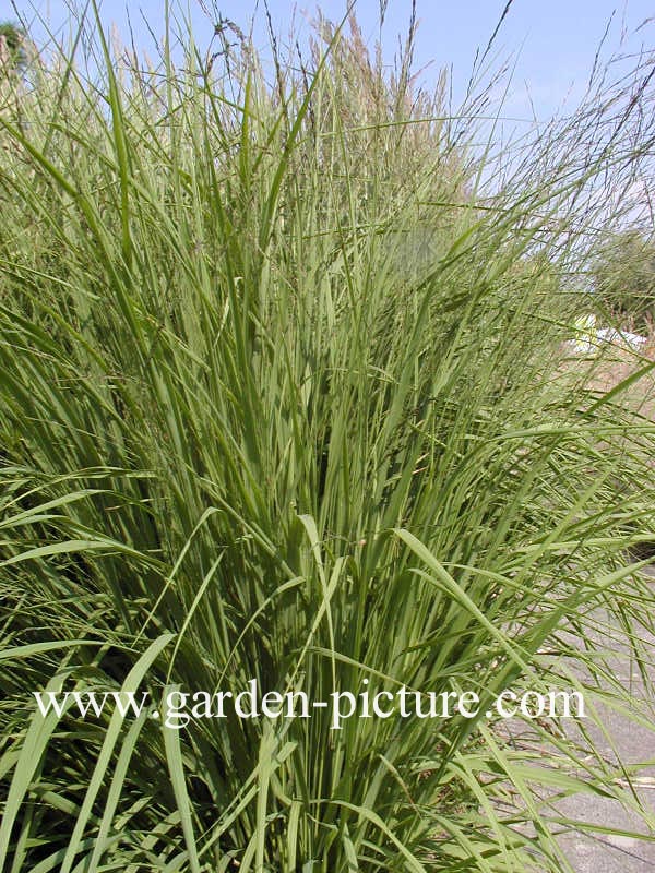 Molinia arundinacea 'Karl Foerster'