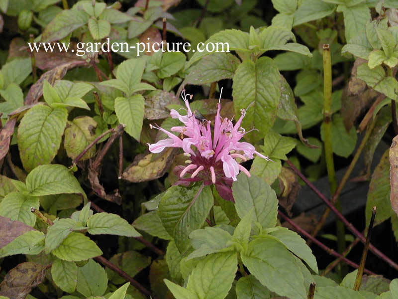 Monarda 'Beauty of Cobham'