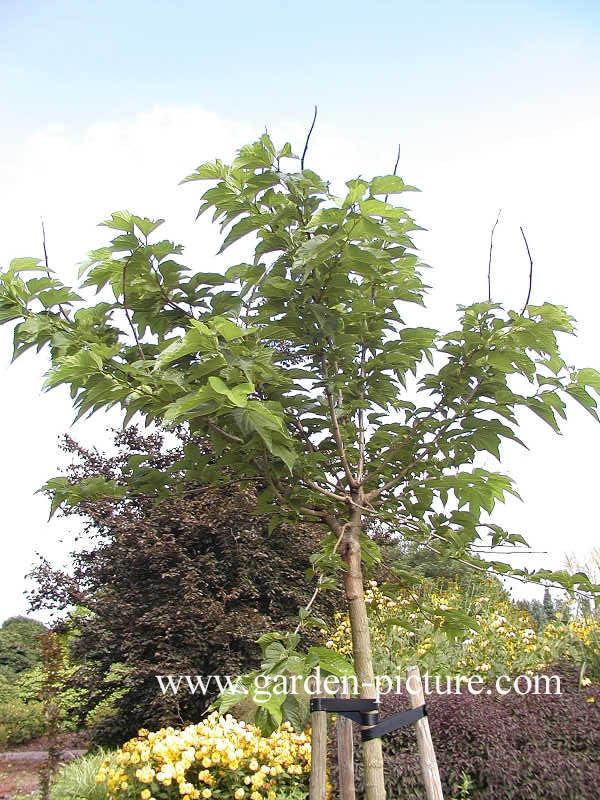 Morus alba 'Macrophylla'