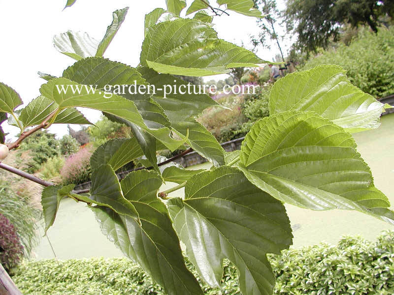 Morus alba 'Macrophylla'