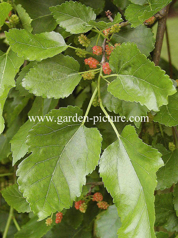 Morus alba 'Pendula'