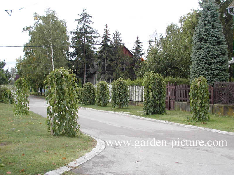 Morus alba 'Pendula'