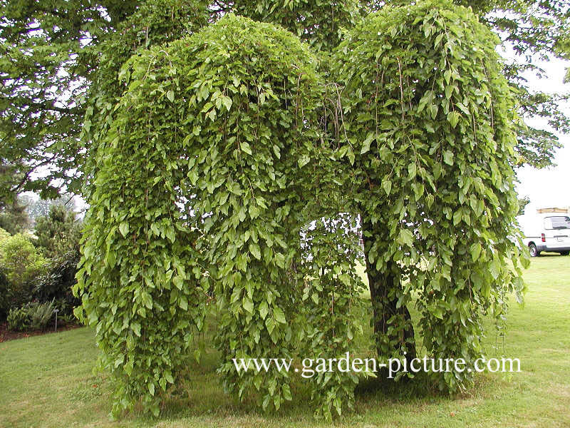 Morus alba 'Pendula'