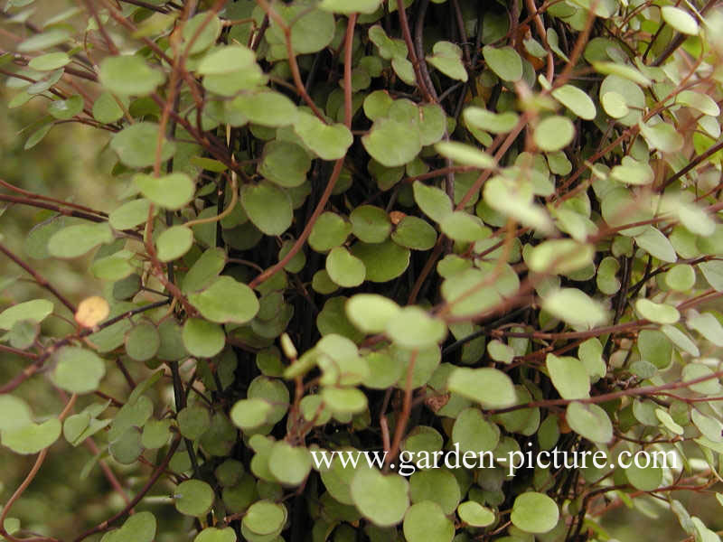 Muehlenbeckia complexa