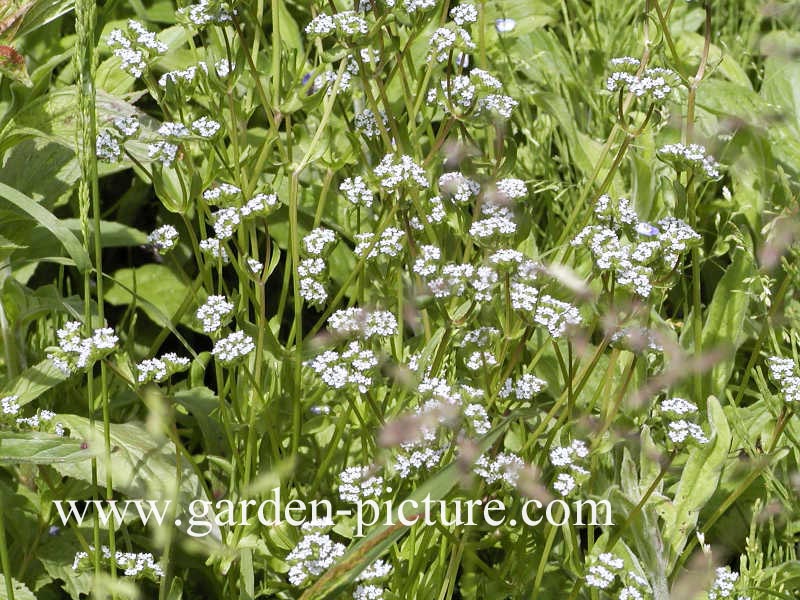 Myosotis palustris