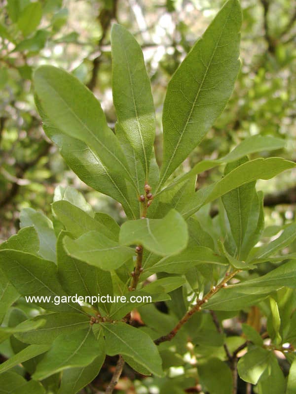 Myrica pensylvanica