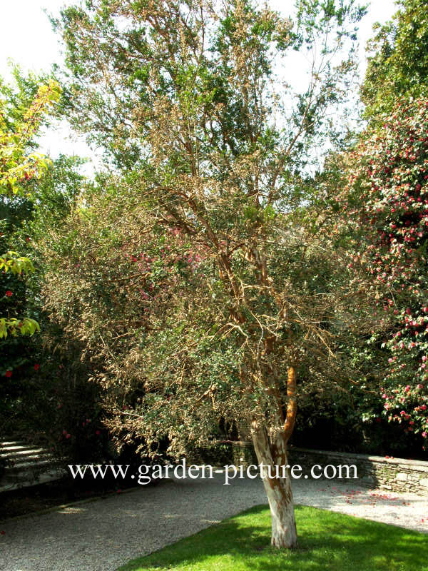 Luma apiculata