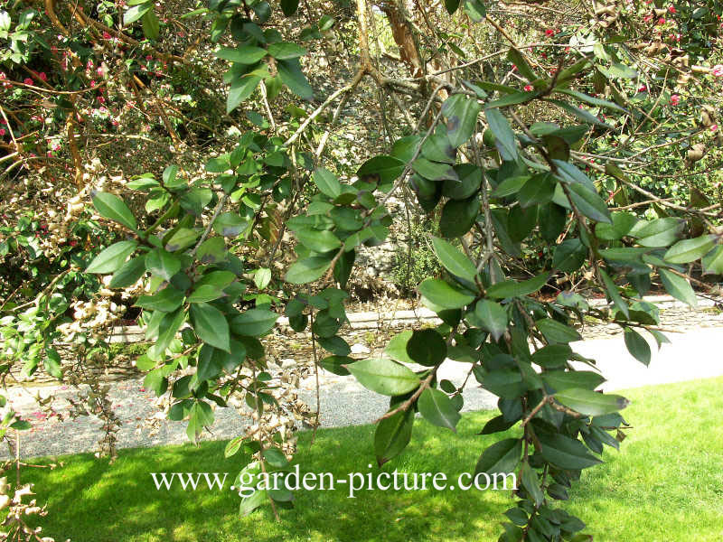 Luma apiculata