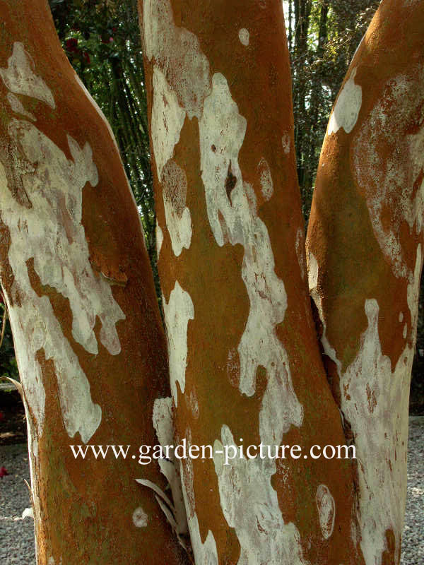 Luma apiculata