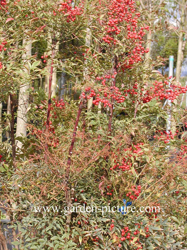 Nandina domestica