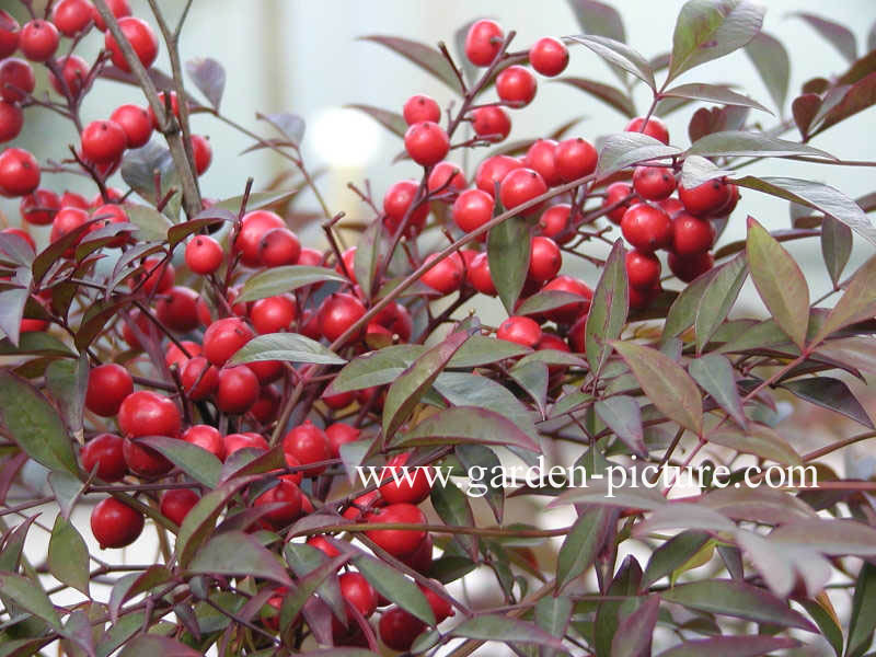 Nandina domestica