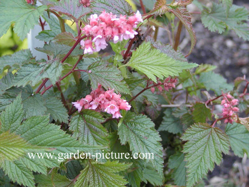 Neillia affinis