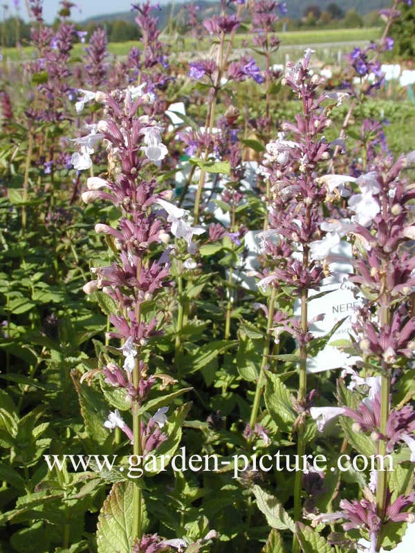 Nepeta grandiflora 'Dawn to Dusk'