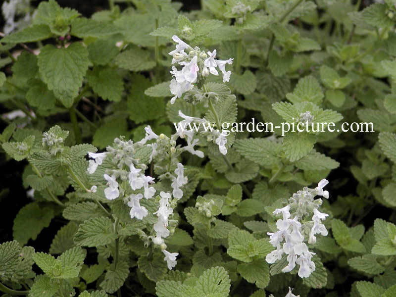 Nepeta racemosa 'Snowflake'