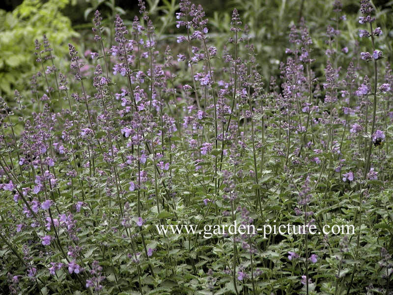 Nepeta 'Walker's Low'