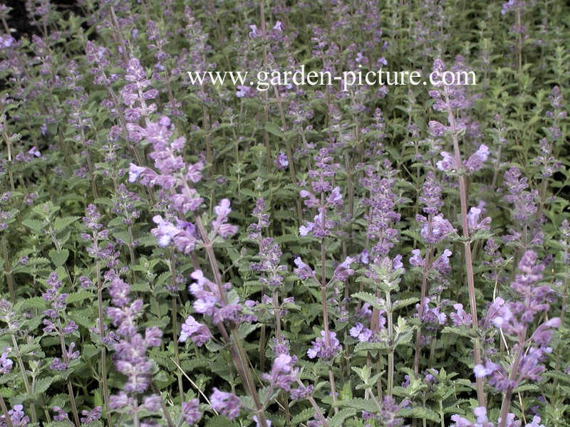 Nepeta 'Walker's Low'