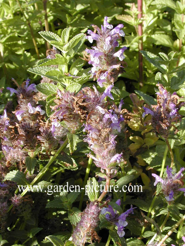 Nepeta nervosa