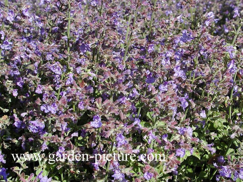 Nepeta 'Kit Cat'