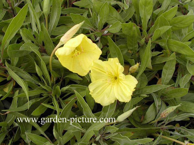 Oenothera macrocarpa