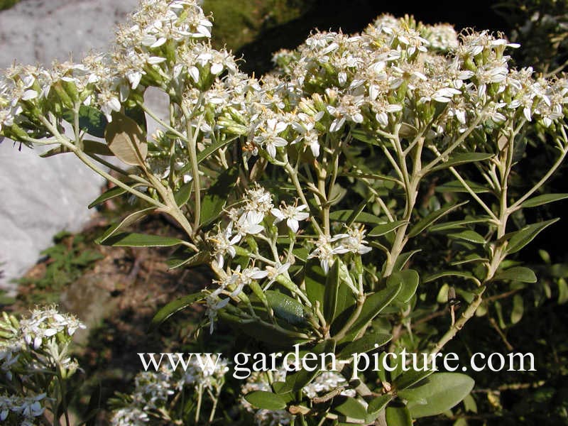 Olearia haastii